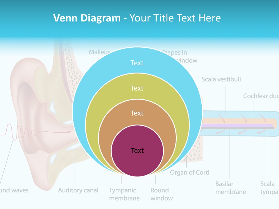 Illustration Scala Vestibuli Hearing PowerPoint Template