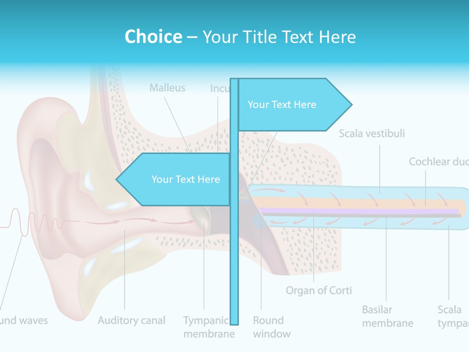 Illustration Scala Vestibuli Hearing PowerPoint Template