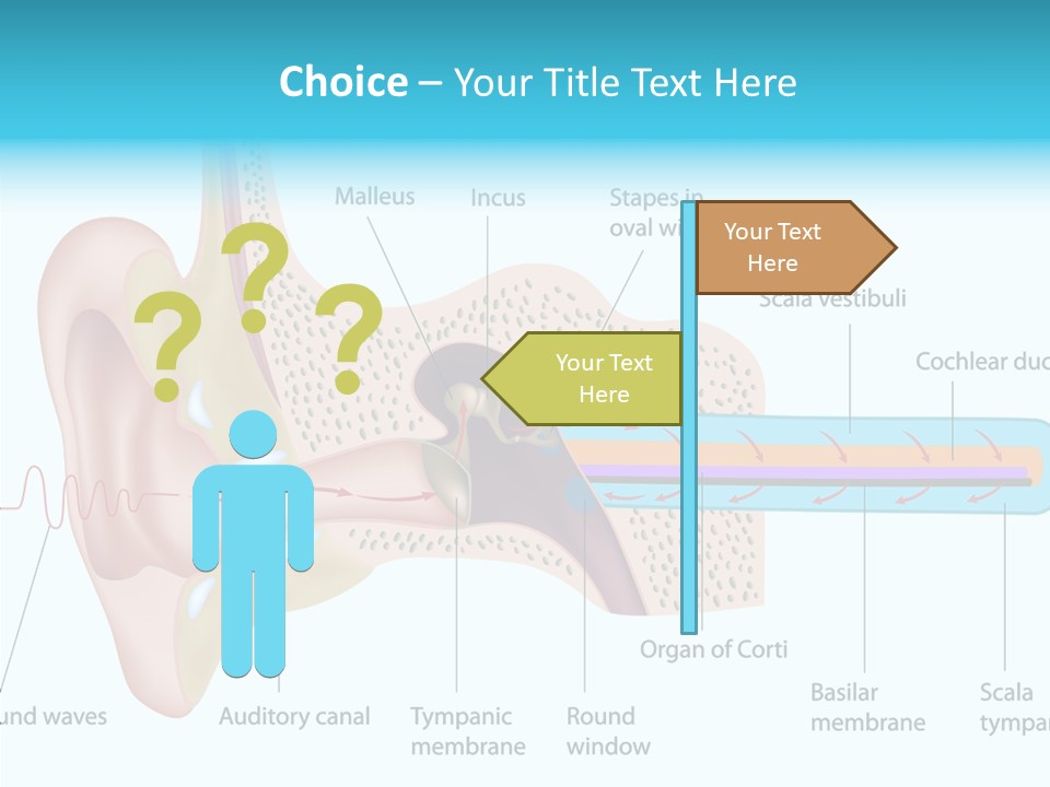 Illustration Scala Vestibuli Hearing PowerPoint Template