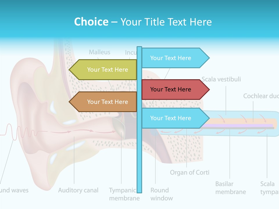Illustration Scala Vestibuli Hearing PowerPoint Template