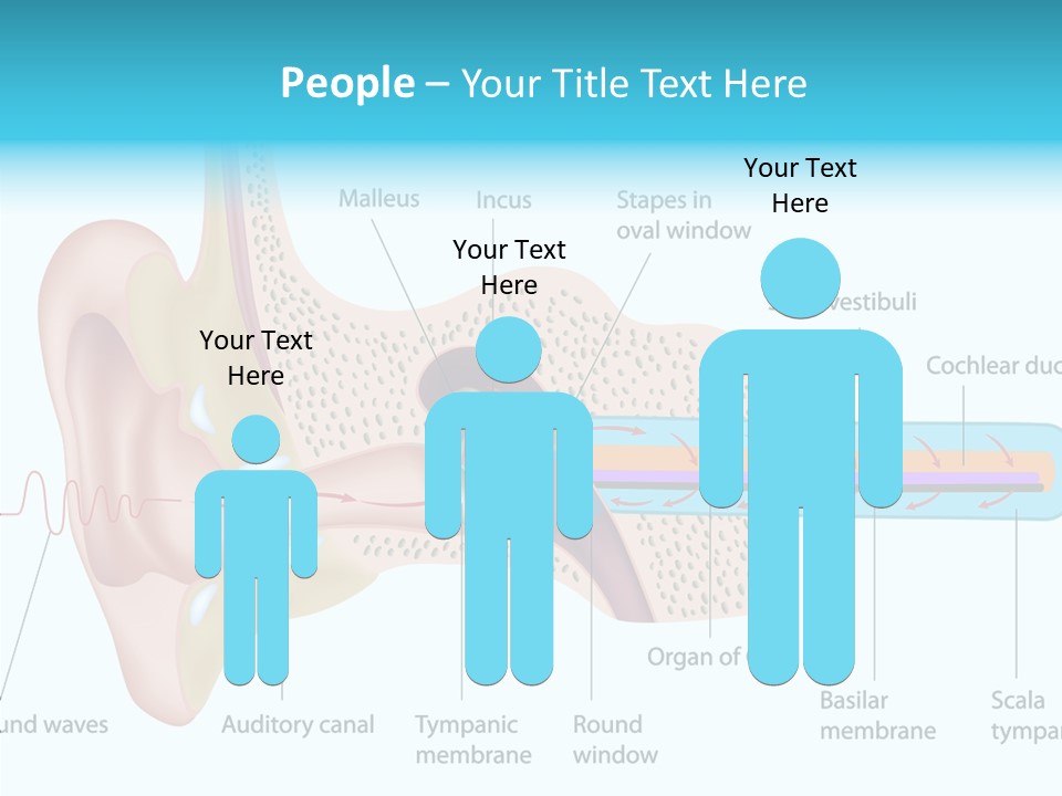 Illustration Scala Vestibuli Hearing PowerPoint Template