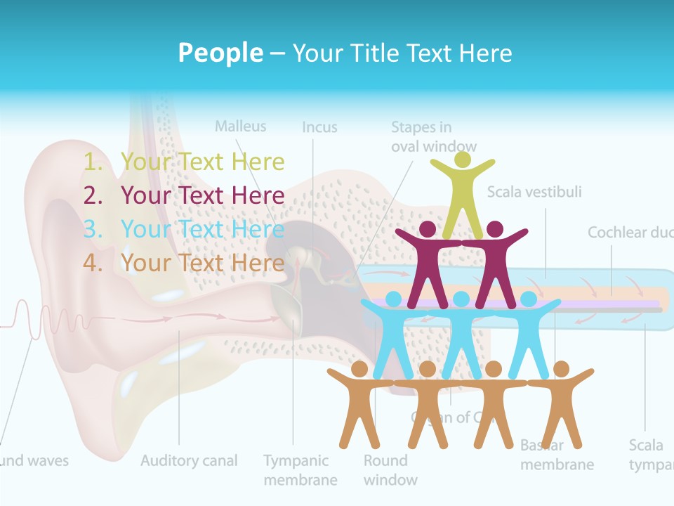 Illustration Scala Vestibuli Hearing PowerPoint Template