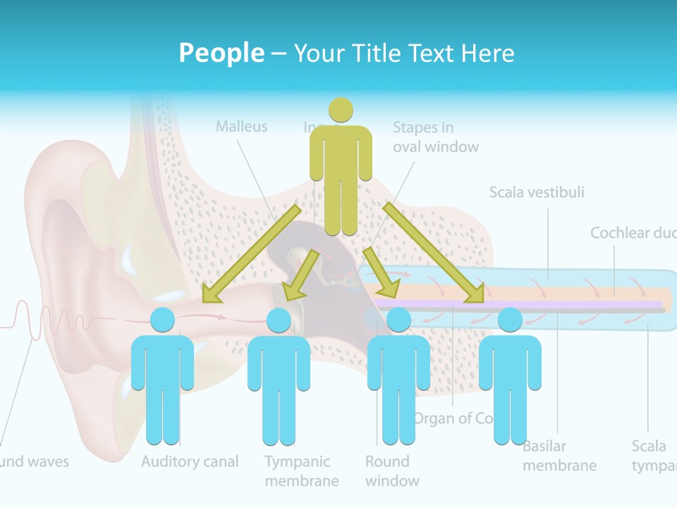 Illustration Scala Vestibuli Hearing PowerPoint Template
