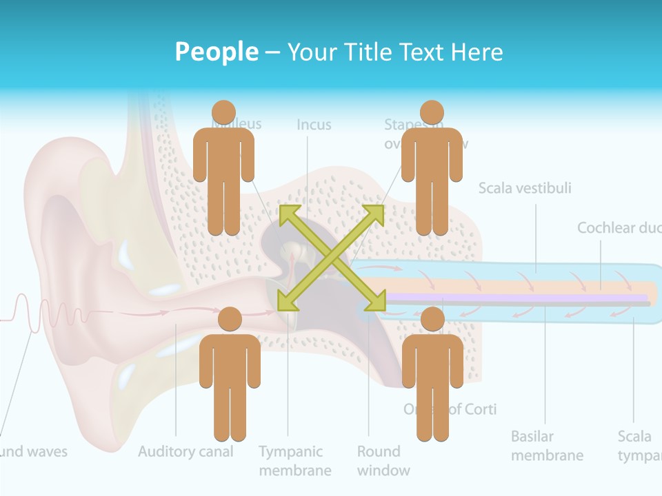 Illustration Scala Vestibuli Hearing PowerPoint Template