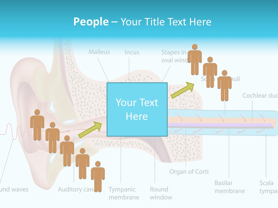 Illustration Scala Vestibuli Hearing PowerPoint Template