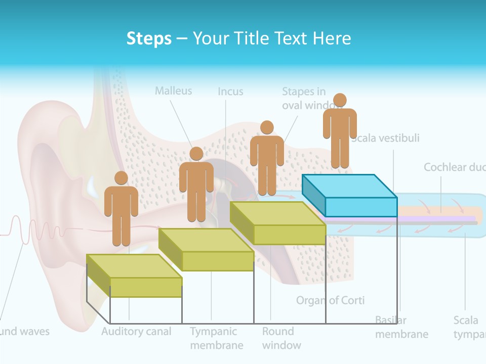 Illustration Scala Vestibuli Hearing PowerPoint Template
