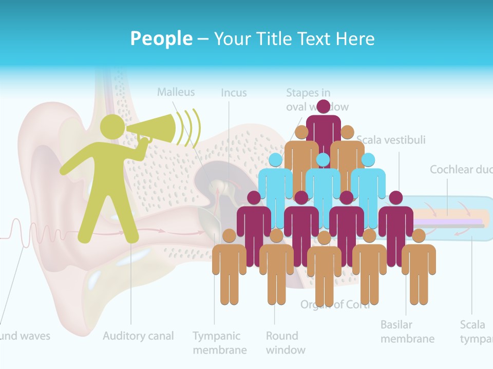 Illustration Scala Vestibuli Hearing PowerPoint Template