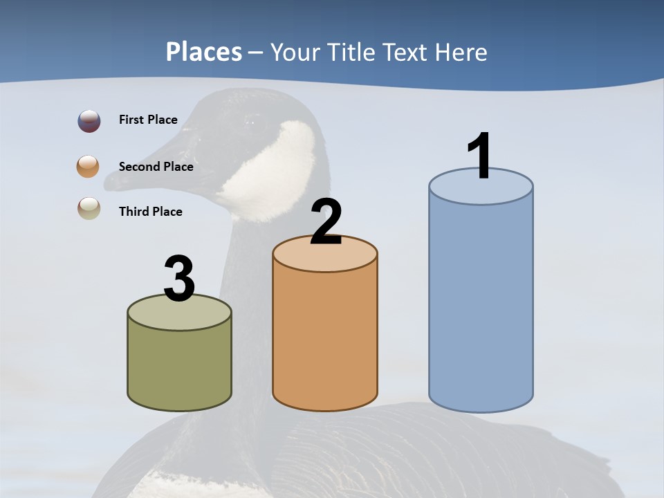 Bird Hunting Bird In Flight Branta Canadensis PowerPoint Template