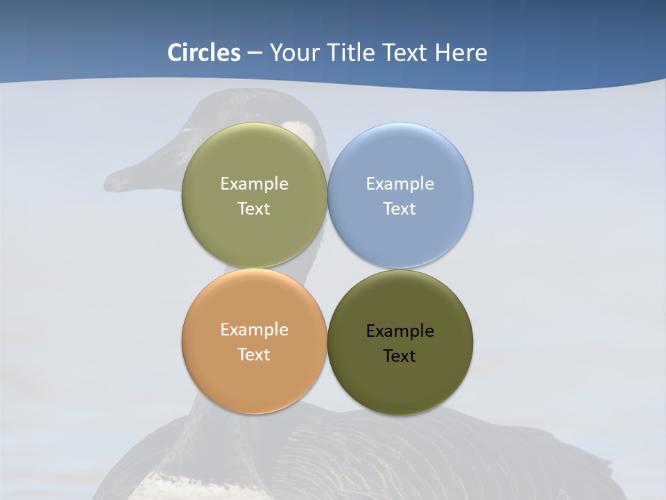 Bird Hunting Bird In Flight Branta Canadensis PowerPoint Template