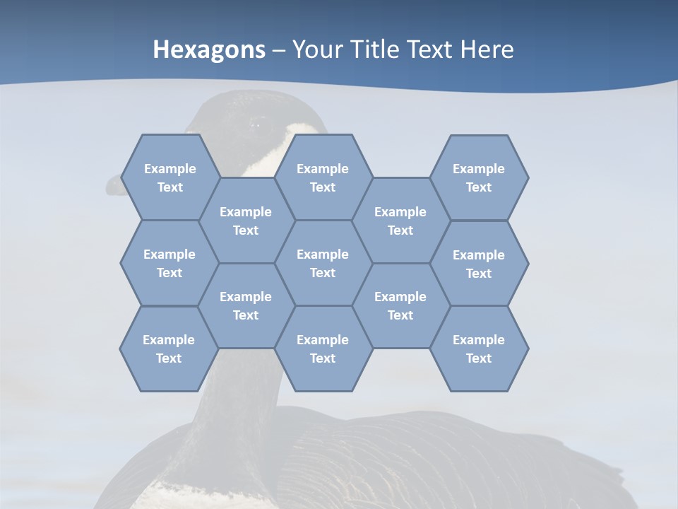 Bird Hunting Bird In Flight Branta Canadensis PowerPoint Template