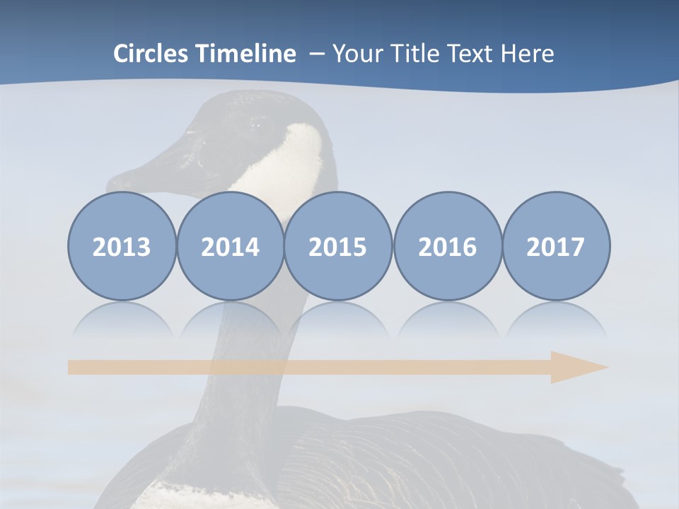 Bird Hunting Bird In Flight Branta Canadensis PowerPoint Template