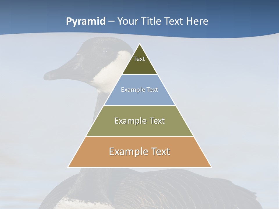 Bird Hunting Bird In Flight Branta Canadensis PowerPoint Template