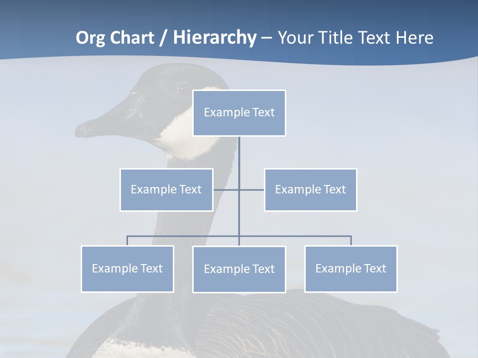 Bird Hunting Bird In Flight Branta Canadensis PowerPoint Template