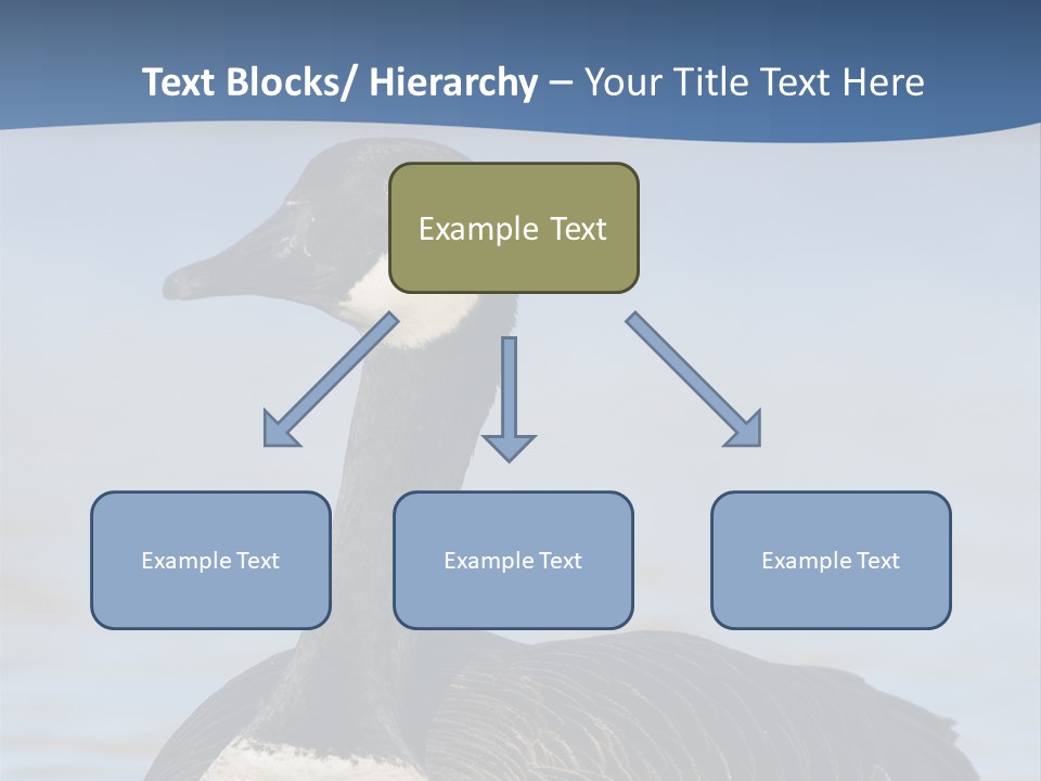 Bird Hunting Bird In Flight Branta Canadensis PowerPoint Template