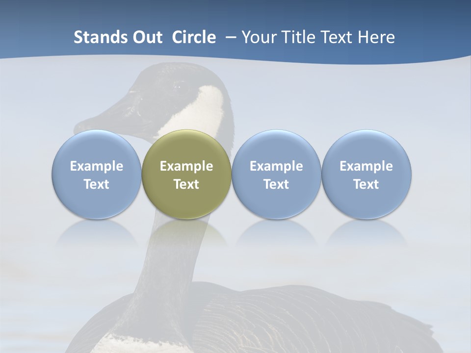 Bird Hunting Bird In Flight Branta Canadensis PowerPoint Template
