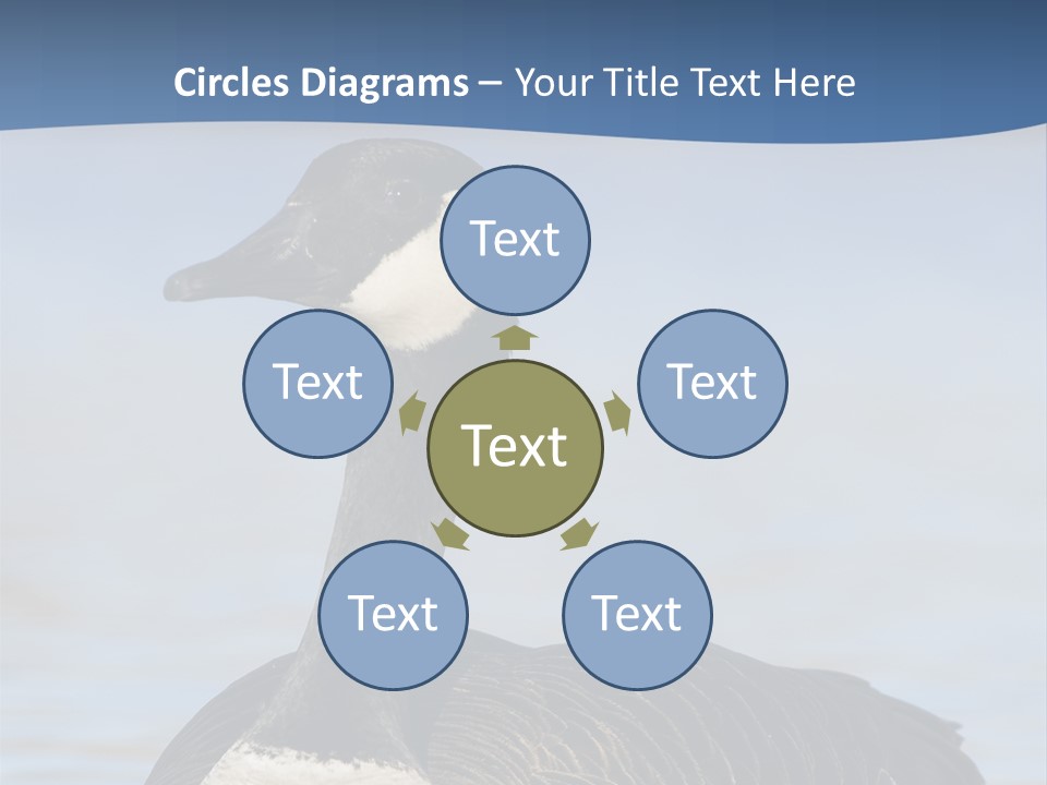 Bird Hunting Bird In Flight Branta Canadensis PowerPoint Template