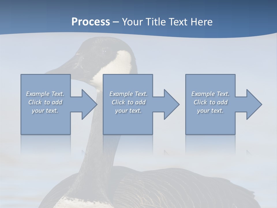 Bird Hunting Bird In Flight Branta Canadensis PowerPoint Template