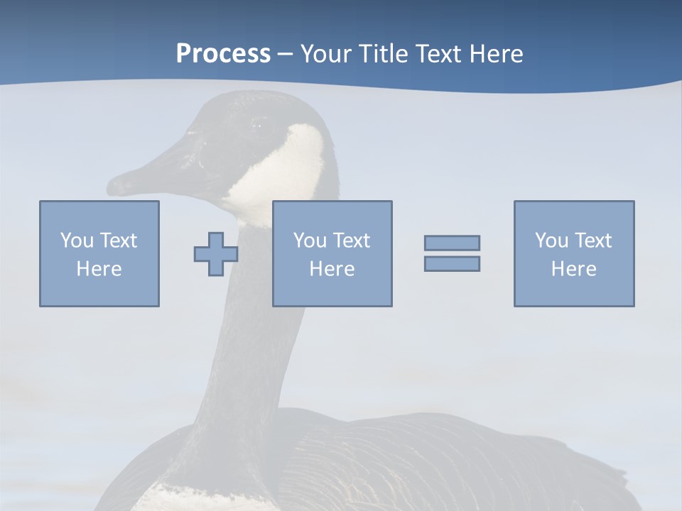 Bird Hunting Bird In Flight Branta Canadensis PowerPoint Template