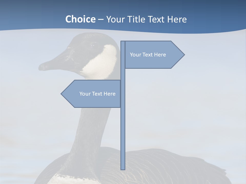 Bird Hunting Bird In Flight Branta Canadensis PowerPoint Template