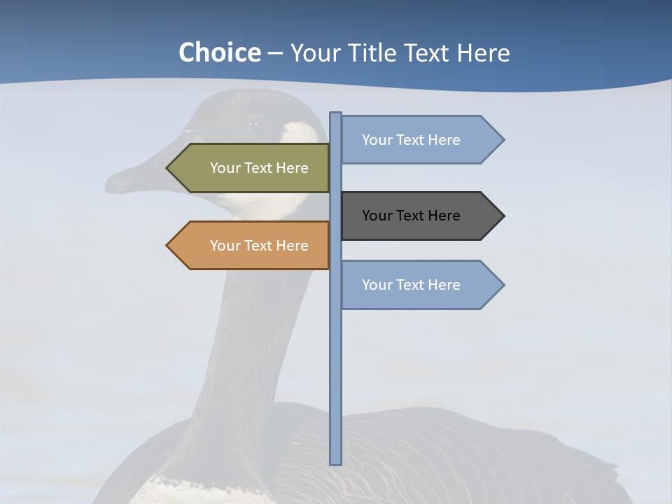 Bird Hunting Bird In Flight Branta Canadensis PowerPoint Template