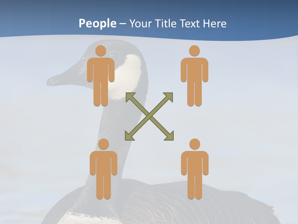 Bird Hunting Bird In Flight Branta Canadensis PowerPoint Template