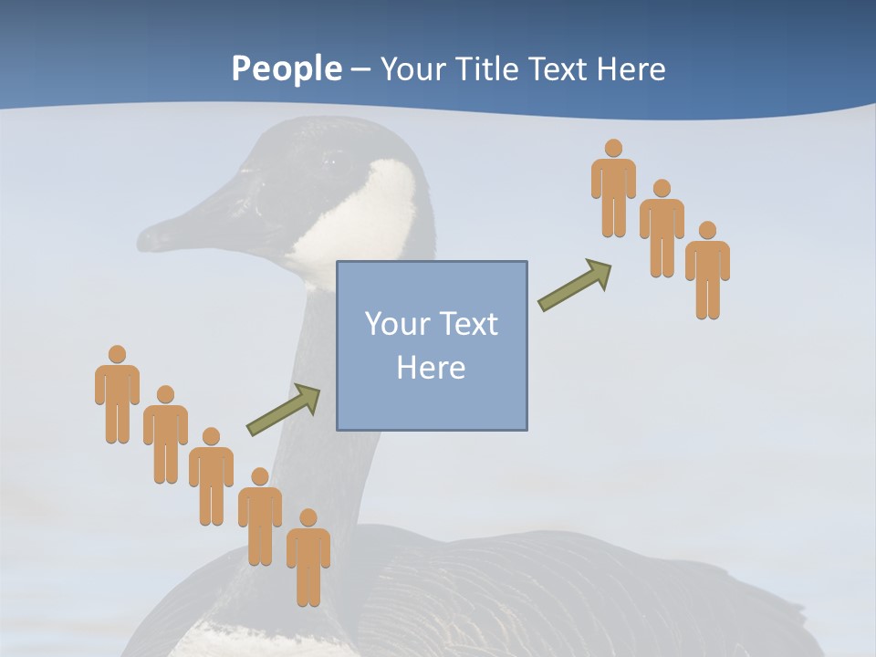 Bird Hunting Bird In Flight Branta Canadensis PowerPoint Template