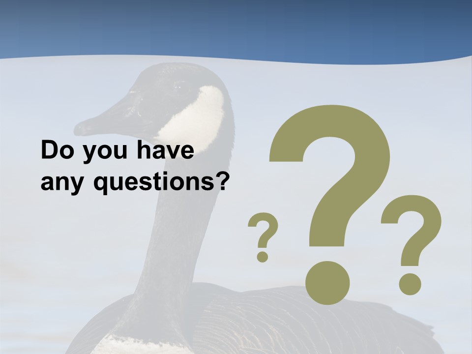 Bird Hunting Bird In Flight Branta Canadensis PowerPoint Template