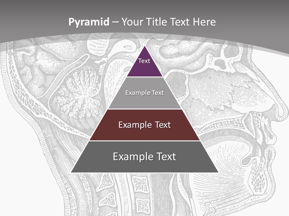 Mental Lobes Vintage PowerPoint Template