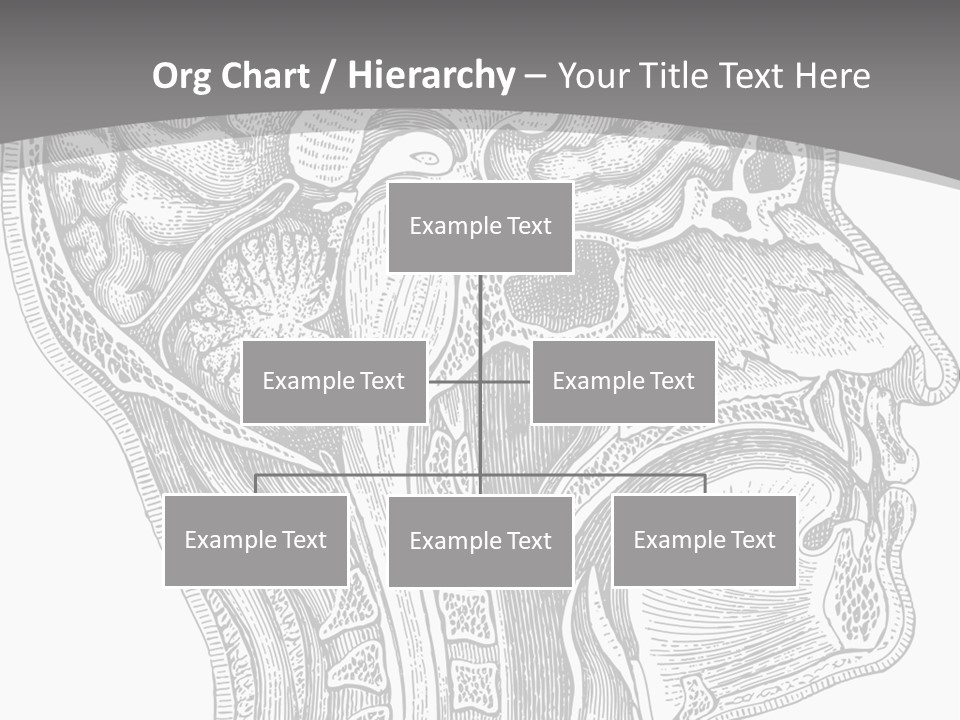 Mental Lobes Vintage PowerPoint Template