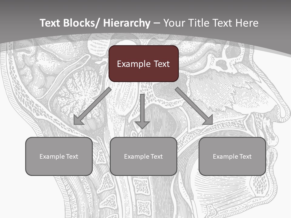 Mental Lobes Vintage PowerPoint Template