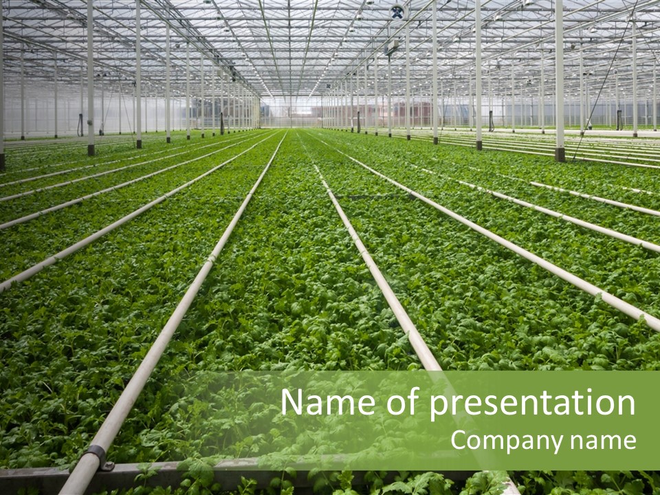 Glasshouse Plant Rows PowerPoint Template