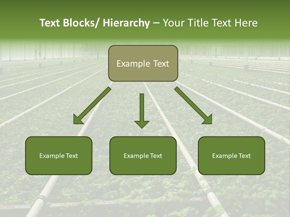 Glasshouse Plant Rows PowerPoint Template