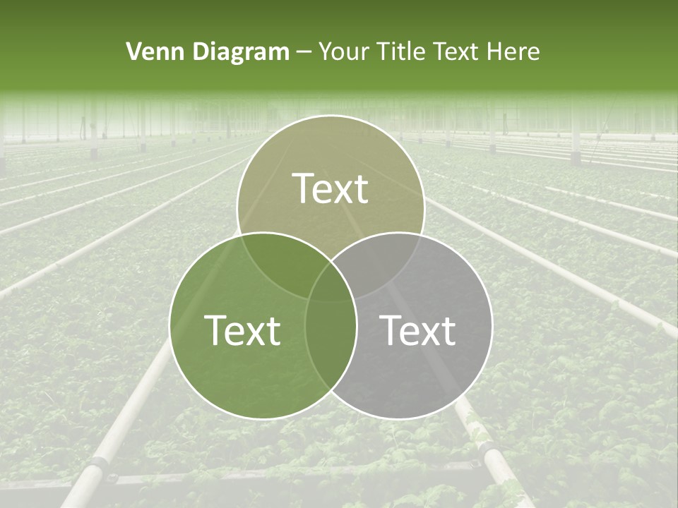 Glasshouse Plant Rows PowerPoint Template