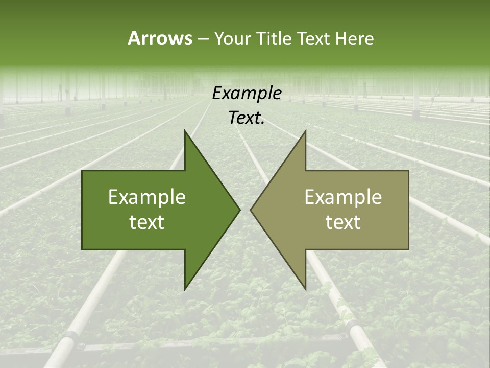 Glasshouse Plant Rows PowerPoint Template