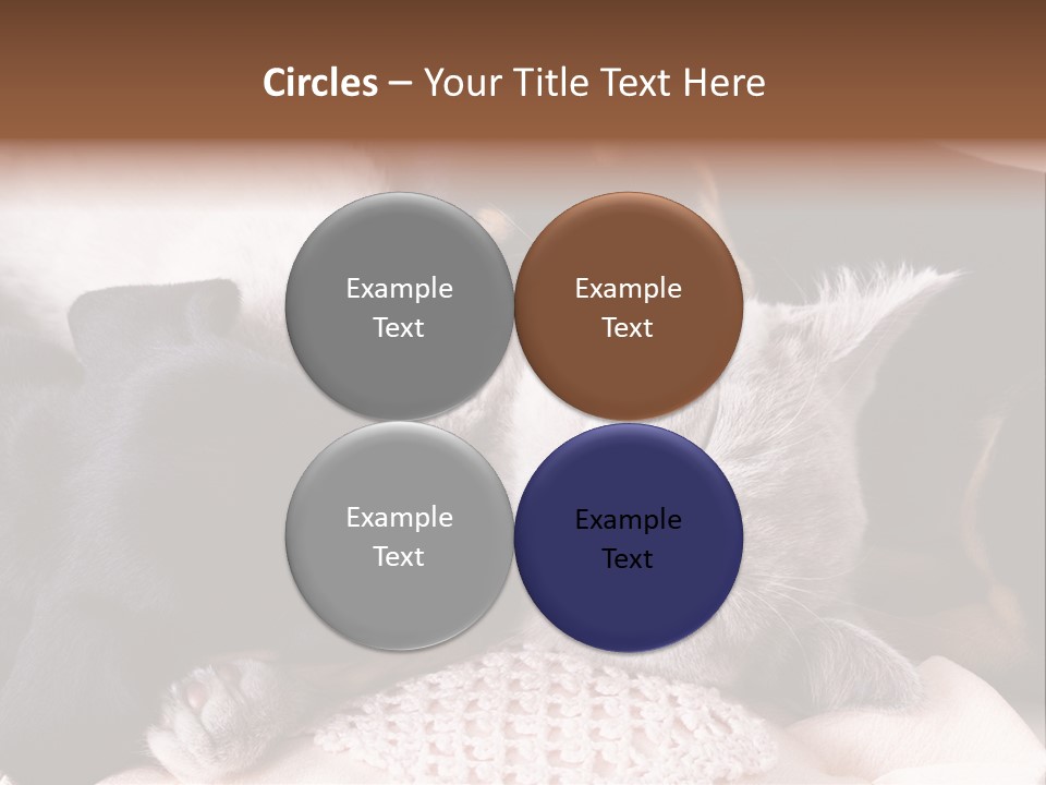 A Cat And A Dog Sleeping Together On A Blanket PowerPoint Template