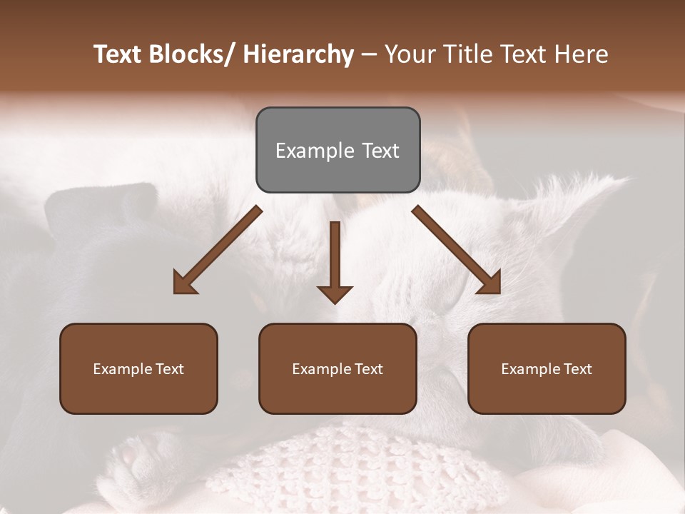 A Cat And A Dog Sleeping Together On A Blanket PowerPoint Template