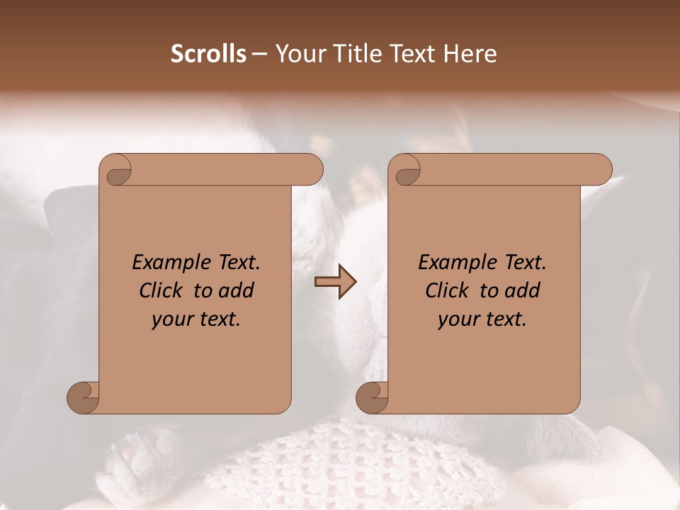 A Cat And A Dog Sleeping Together On A Blanket PowerPoint Template