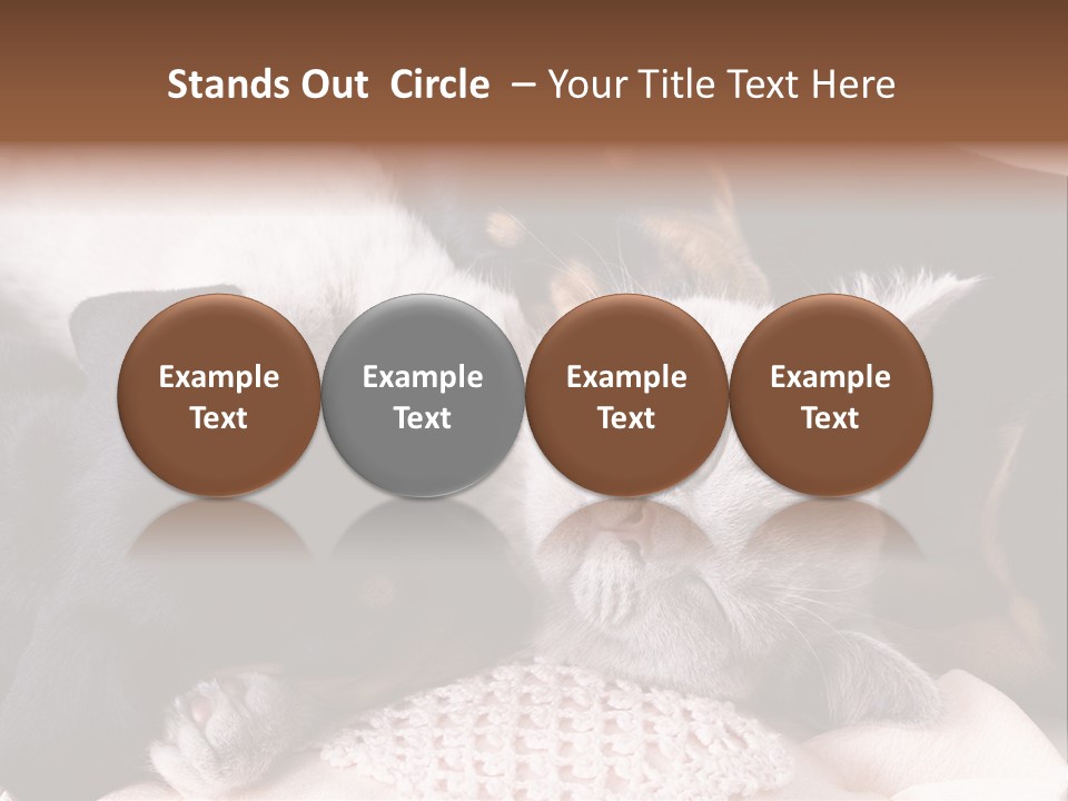 A Cat And A Dog Sleeping Together On A Blanket PowerPoint Template