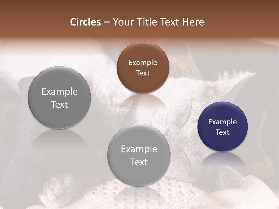 A Cat And A Dog Sleeping Together On A Blanket PowerPoint Template