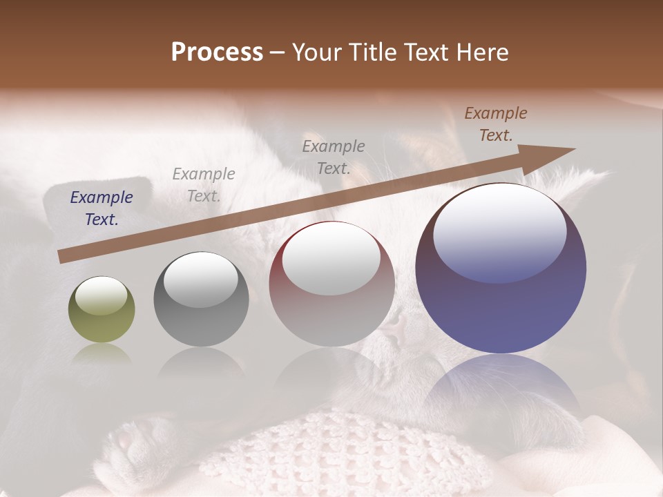 A Cat And A Dog Sleeping Together On A Blanket PowerPoint Template