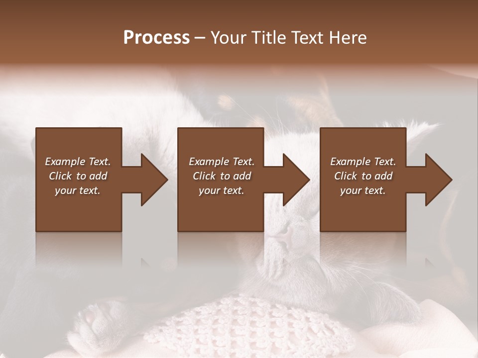 A Cat And A Dog Sleeping Together On A Blanket PowerPoint Template