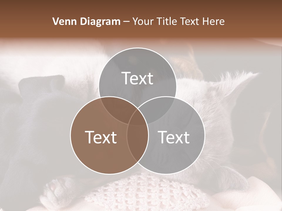 A Cat And A Dog Sleeping Together On A Blanket PowerPoint Template