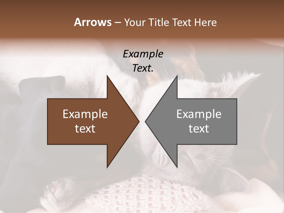 A Cat And A Dog Sleeping Together On A Blanket PowerPoint Template