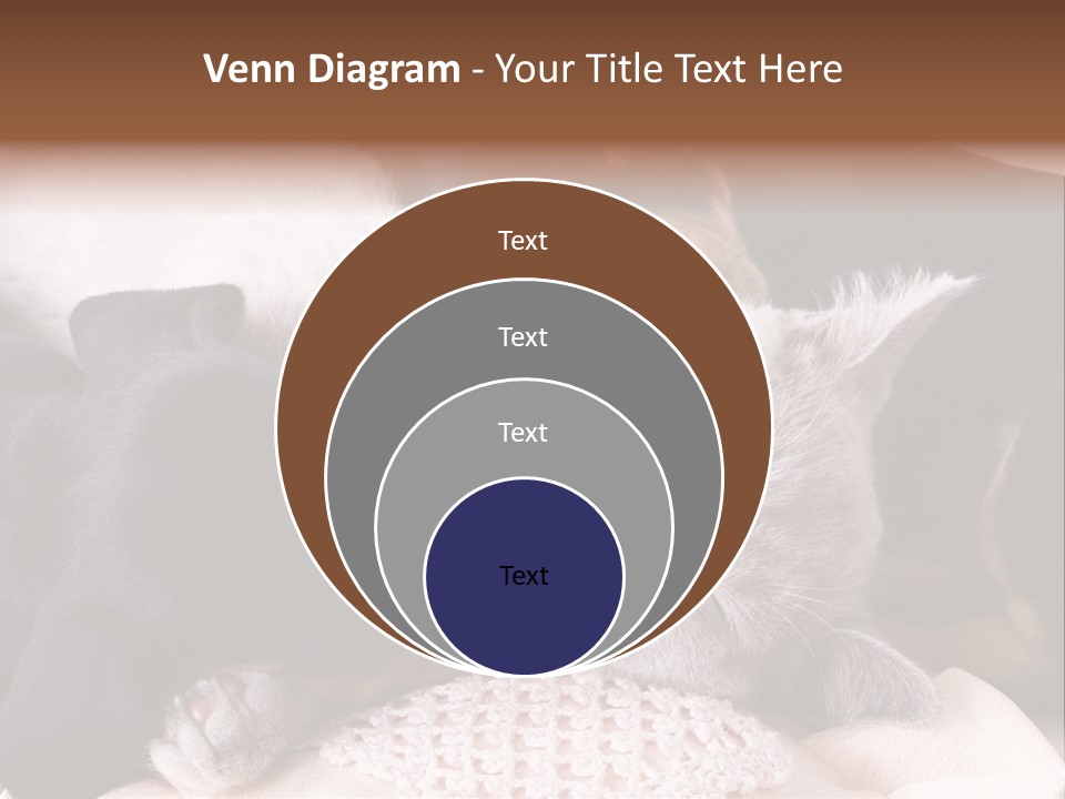 A Cat And A Dog Sleeping Together On A Blanket PowerPoint Template