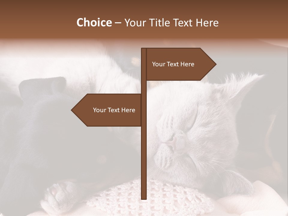 A Cat And A Dog Sleeping Together On A Blanket PowerPoint Template