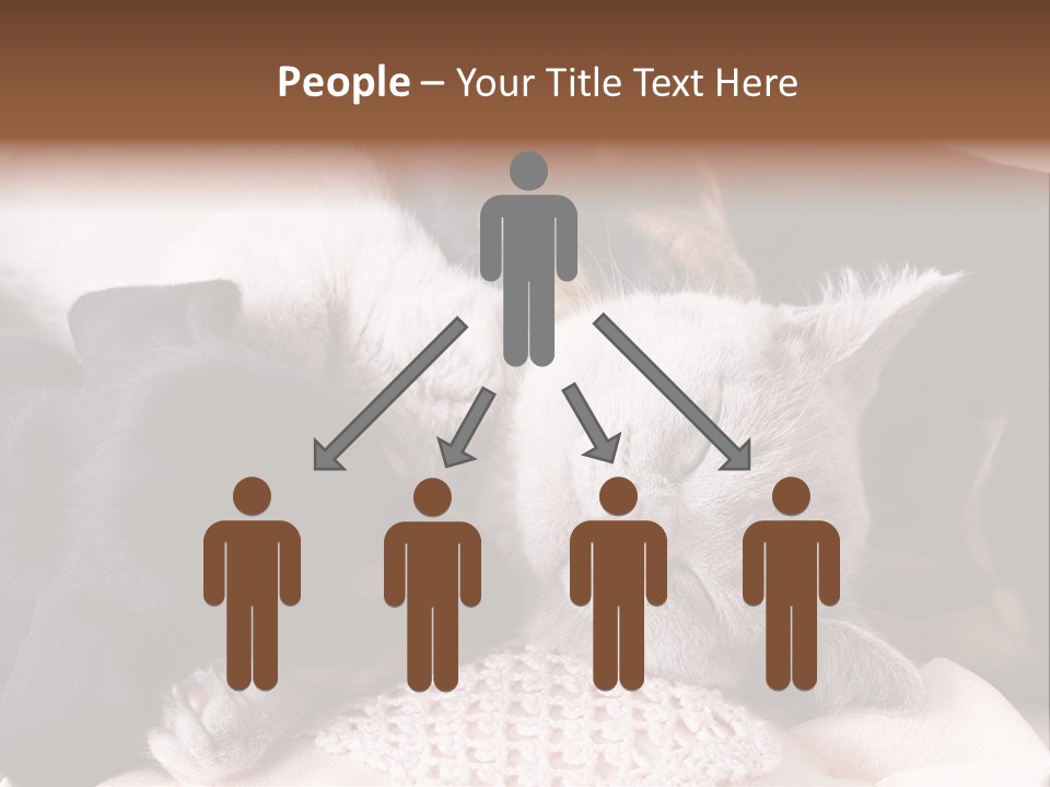 A Cat And A Dog Sleeping Together On A Blanket PowerPoint Template