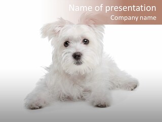 Studio Shot Dog Cross Breed PowerPoint Template