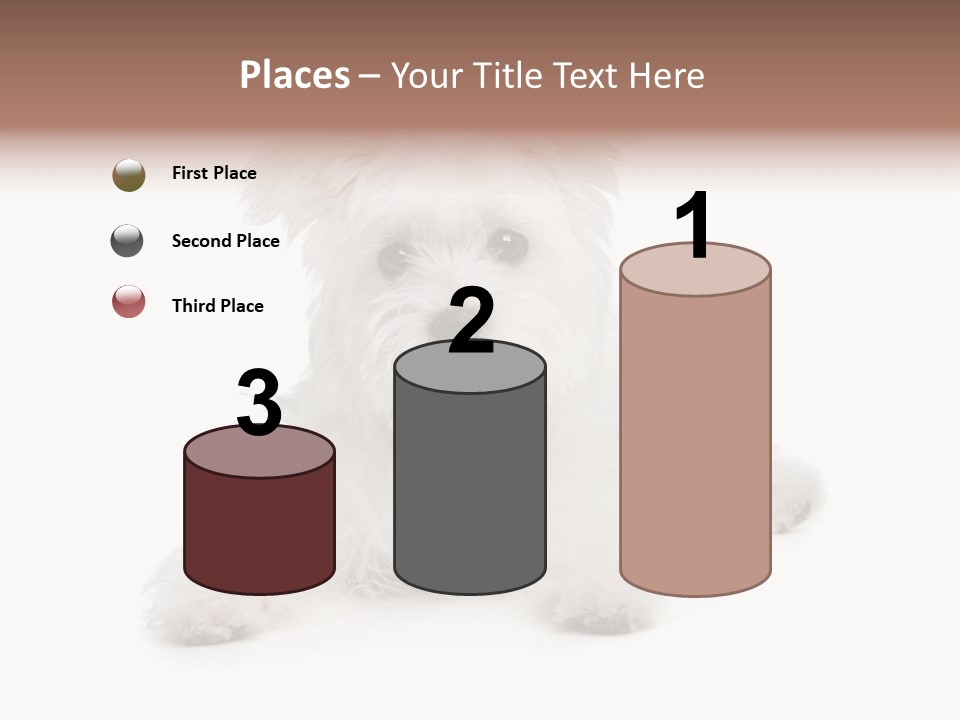 Studio Shot Dog Cross Breed PowerPoint Template