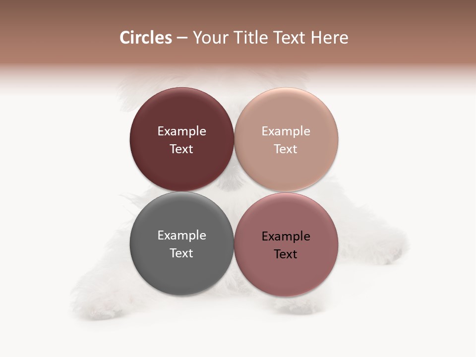 Studio Shot Dog Cross Breed PowerPoint Template