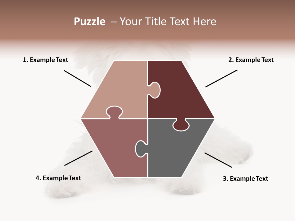 Studio Shot Dog Cross Breed PowerPoint Template